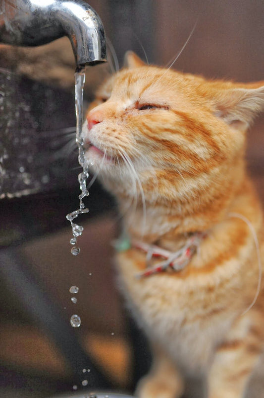 Pourquoi les chats boivent-ils peu et comment les aider ?