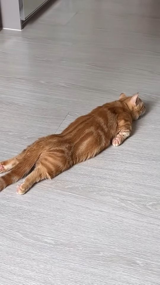Comment savoir si votre chat souffre de la chaleur